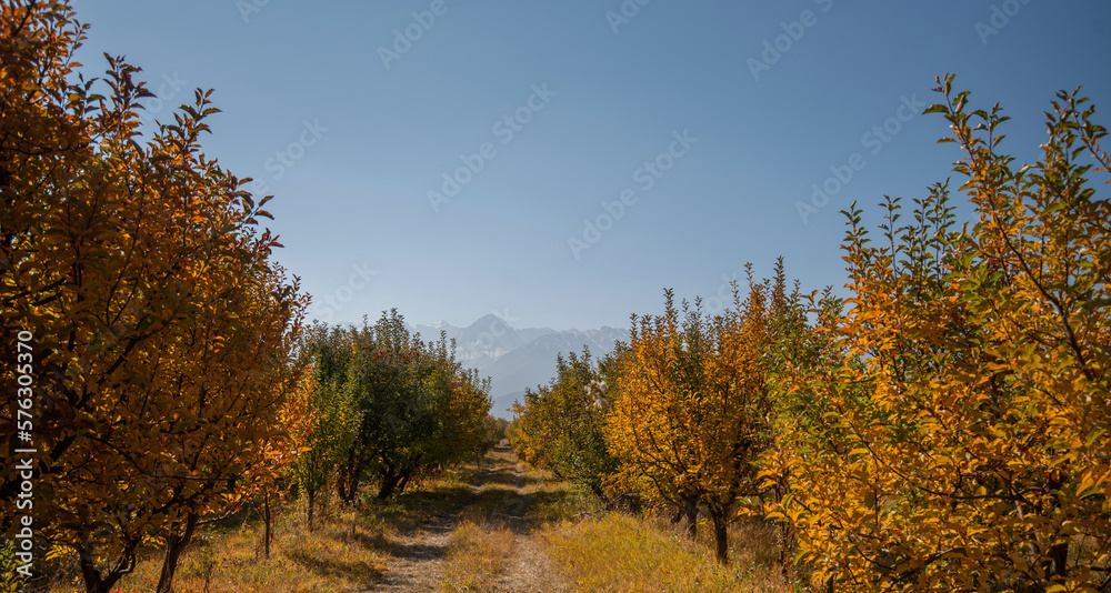 Fototapeta premium The garden's magnificent yellow, red and green trees change leaf color in the fall season. A row of trees overlooking the mountains. Row of trees with autumn sunlight, colored leaves after harvest.