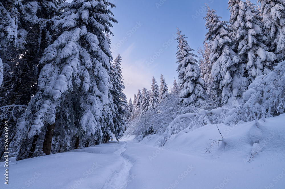 snow covered pine trees