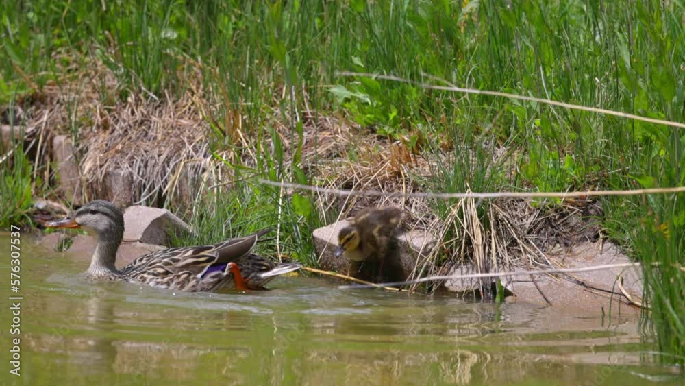 Slow Motion Shot Of Mallard Duck And Duckling Jumping In Lake On Sunny Day - Arvada, Colorado Slow Motion Shot Of Mallard Duck And Duckling Jumping In Lake On Sunny Day - Arvada, Colorado