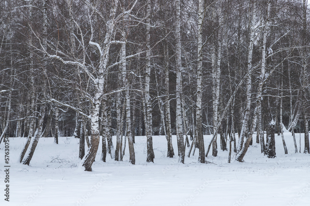Fototapeta premium Winter landscape of birch trees in the morning light, at Reci village, in Covasna county, Romania 