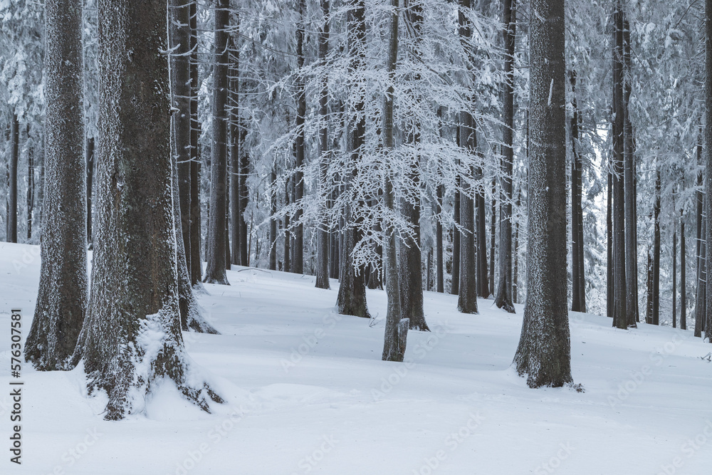 Winter landscape of the frozen forest in the mountains