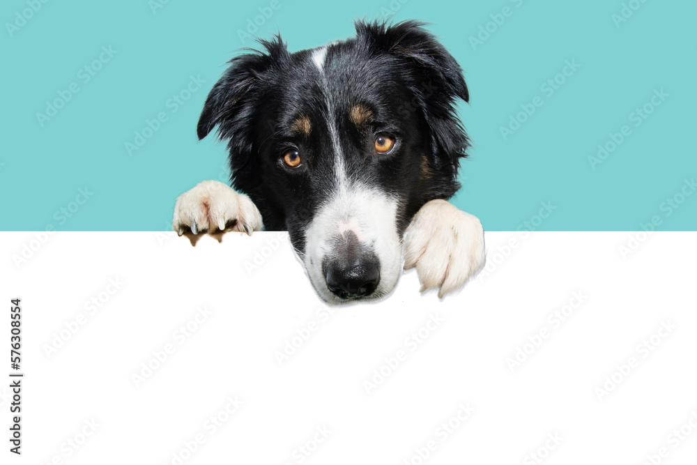 Fototapeta premium Banner border collie puppy dog, hanging its paws in a blank and looking down. Isolated on blue backgorund background.