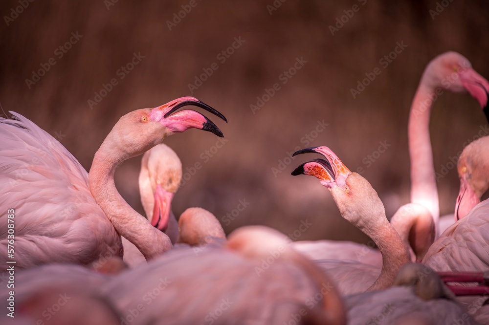 Naklejka premium Camargue