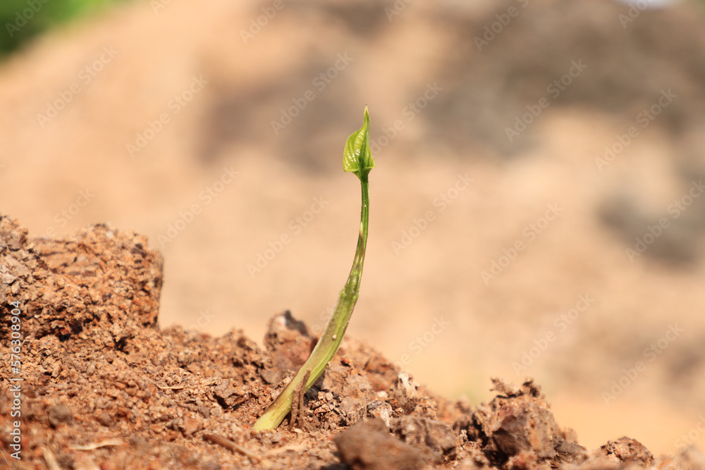 Plant seedlings or small tree growing on soil.concept of ecosystems,plant development Plant seedlings or small tree growing on soil.concept of ecosystems,plant development