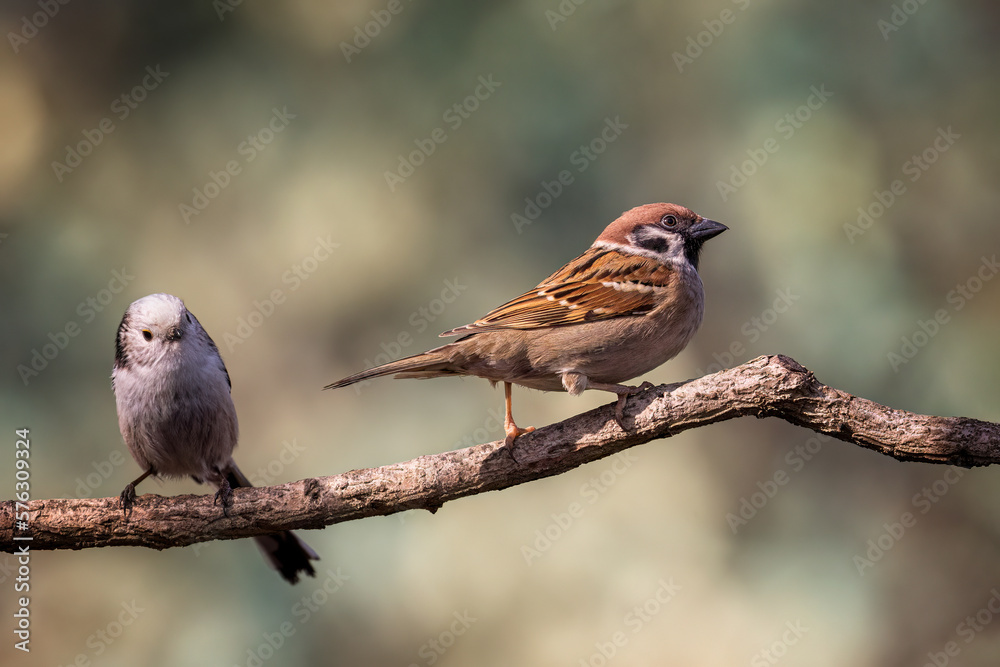 Birds on the branch Birds on the branch