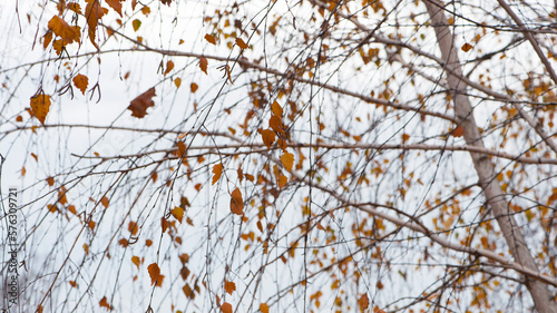autumn birch leaves. beautiful autumn background. dry leaves. Birch trunk and leaves in autumn. in a park or forest. nature, season. selective focus. natural autumn background. branches in the garden © Oleksandr Filatov