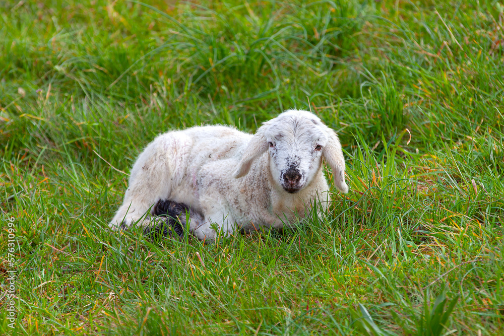 Lamm_0091 Lamm_0091