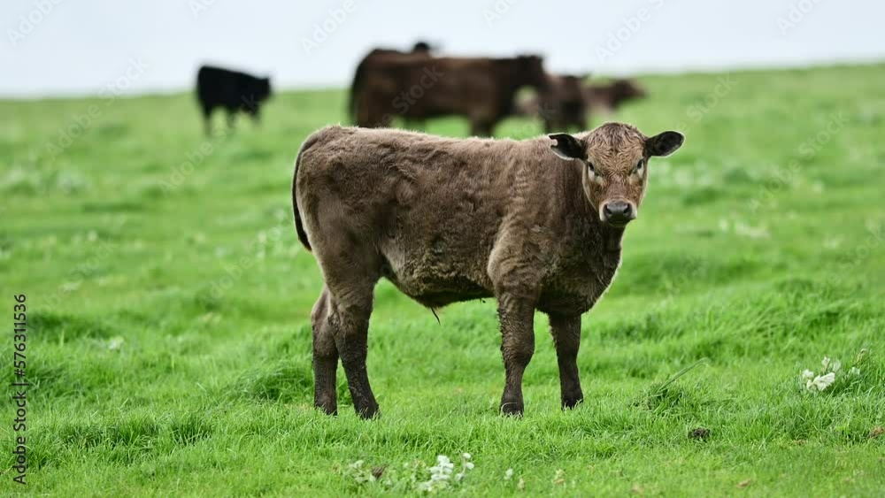 Stud Beef bulls, cows and calves grazing on grass in a field, in Australia. breeds of cattle include speckled park, murray grey, angus, brangus and wagyu on long pasture in spring and summer Stud Beef bulls, cows and calves grazing on grass in a field, in Australia. breeds of cattle include speckled park, murray grey, angus, brangus and wagyu on long pasture in spring and summer