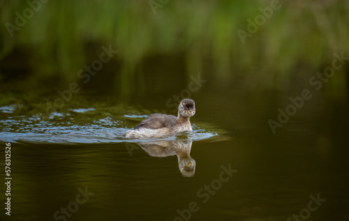 a swimming grebe in the pond