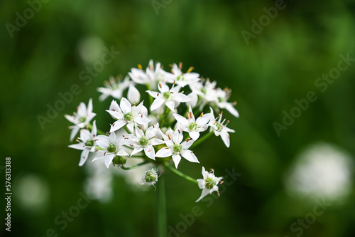 Chinese Chive flower field.