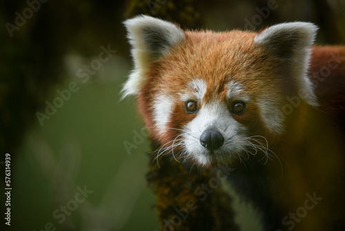 Fotografija Close-up portrait of a red panda female at Singalila National Park, West Bengal,