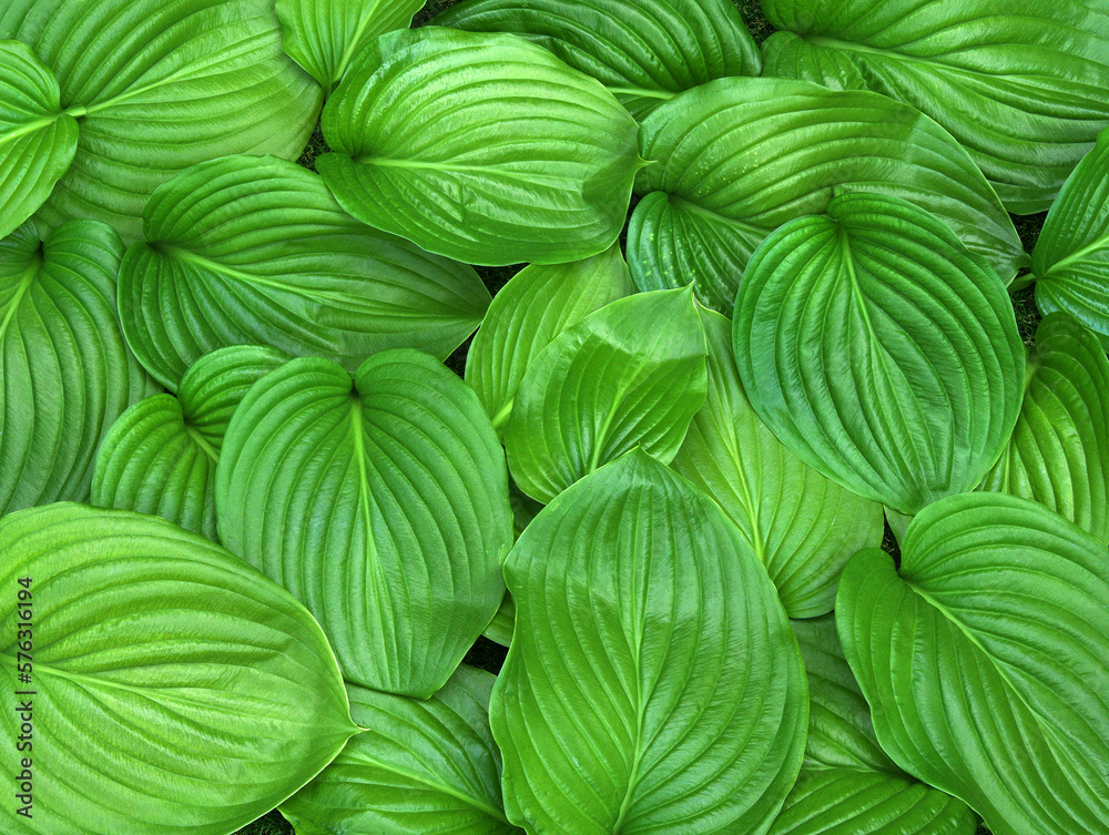 Green leaf background Green leaf background
