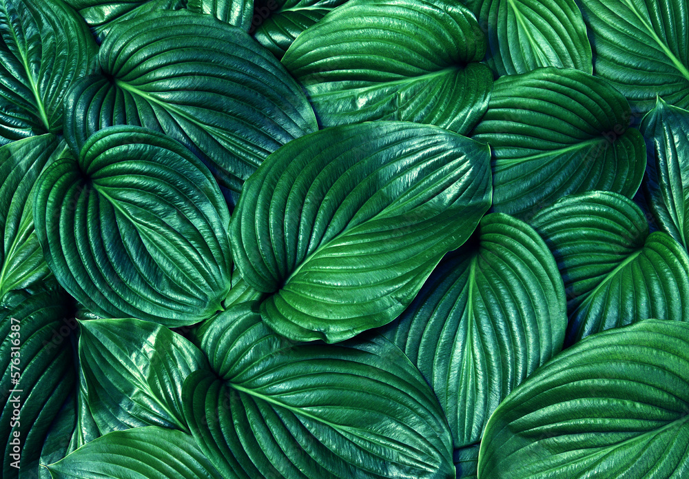 Green leaf background tropical leaf Green leaf background tropical leaf