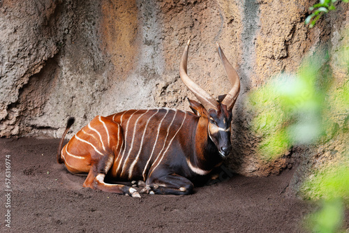 The Eastern Bongo - Tragelaphus eurycerus - an herbivorous nocturnal forest Ungulate with Striking Reddish-brown Coat and Spiralled Horns. photo