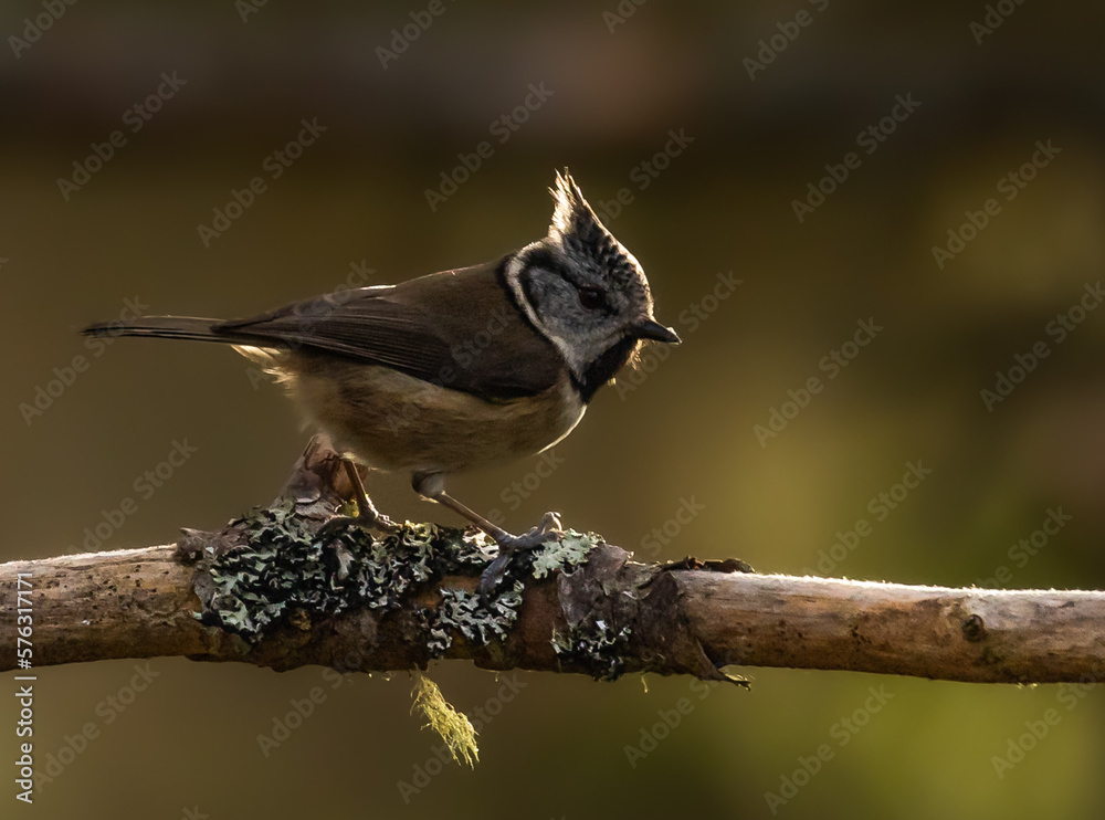 Naklejka premium Crested Tit in Caledonian forest
