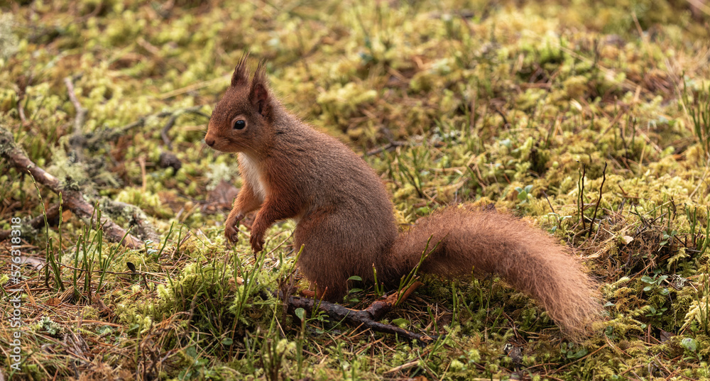 Red Squirrel in Caledonian forest