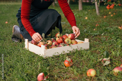 Farmer woman picks up apples that have fallen fro tree in wooden box for further processing. Agriculture and gardening concept © Viktoryia
