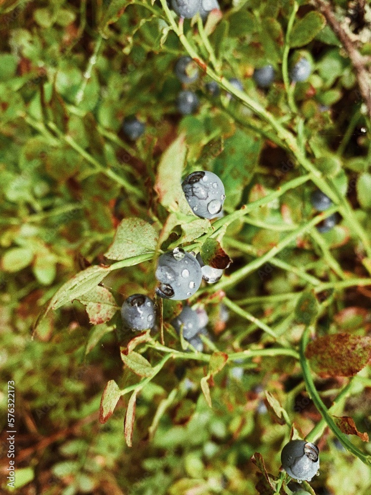 blueberries in the forest blueberries in the forest