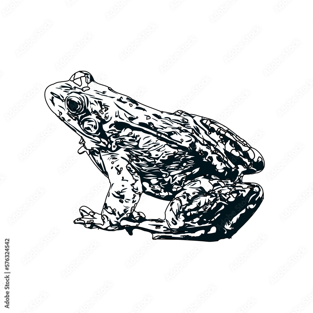 Fototapeta premium black and white sketch of a frog with transparent background