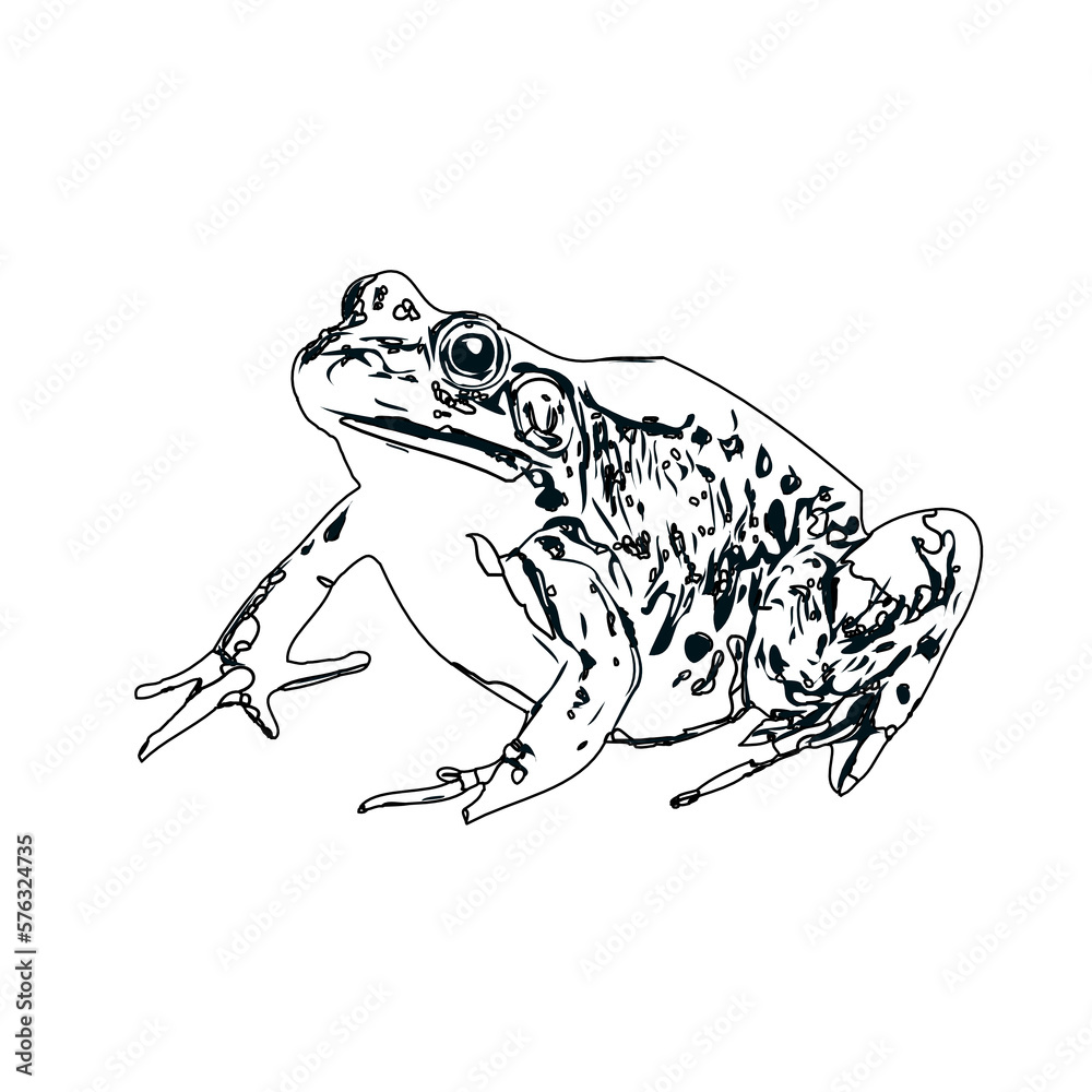 Naklejka premium black and white sketch of a frog with transparent background