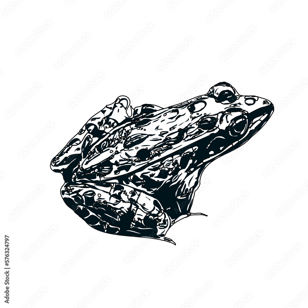 Naklejka premium black and white sketch of a frog with transparent background
