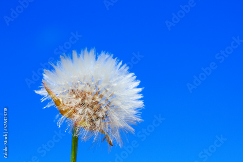 Fotograf  a de Taraxacum officinale o diente de le  n. Fondo azul natural del cielo. Aislada en azul. Espacio para texto