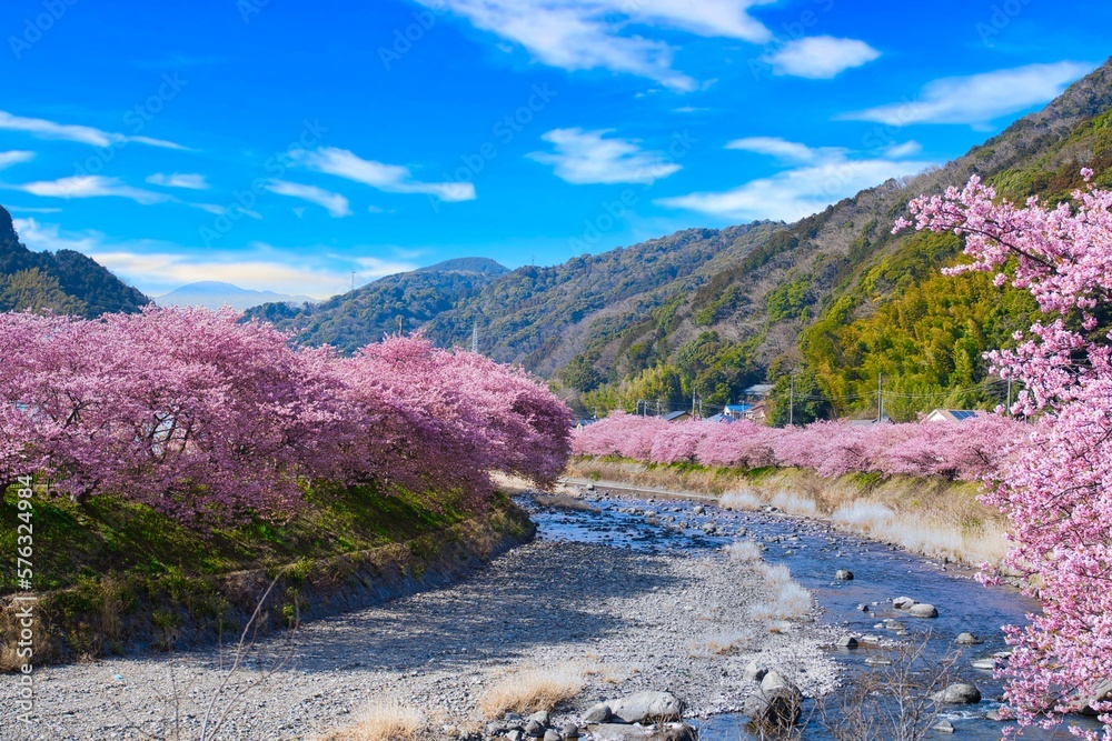 Fototapeta premium 河津さくら