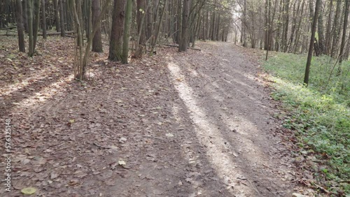 Wallpaper Mural Paths and fallen trees Torontodigital.ca