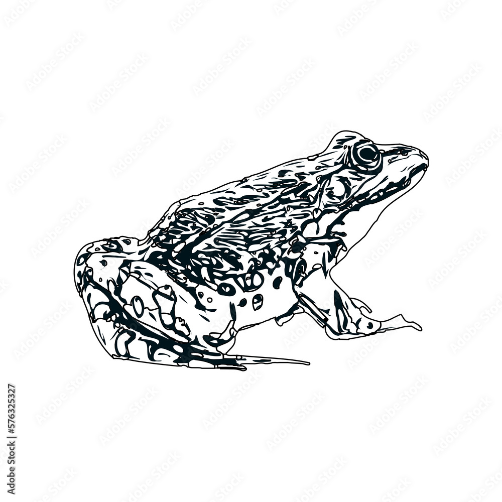 Naklejka premium black and white sketch of a frog with transparent background