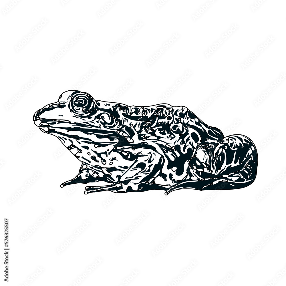 Naklejka premium black and white sketch of a frog with transparent background