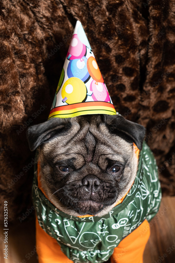 Portrait of a one-year-old funny pug in a cap, happy birthday, pets and holidays.