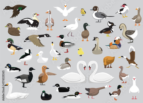 Stampa su tela Animal Duck Swan Goose Characters Cartoon Vector