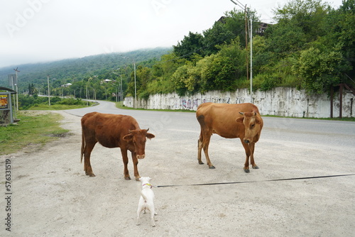 cows in the mountains look at the dog