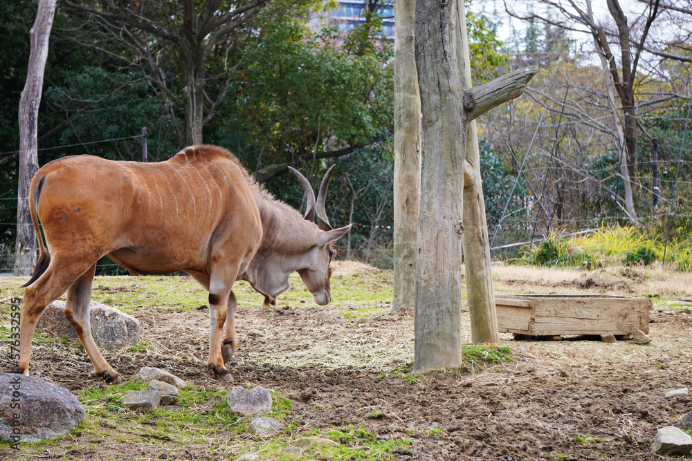 Fototapeta premium 天王寺動物園_エランド Tennoji Zoo_eland