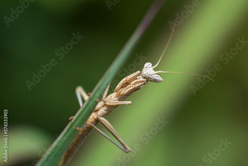Young Heldreich's dwarf mantis, Ameles Heldreichi, praying mantis on a thin leaf © JossK