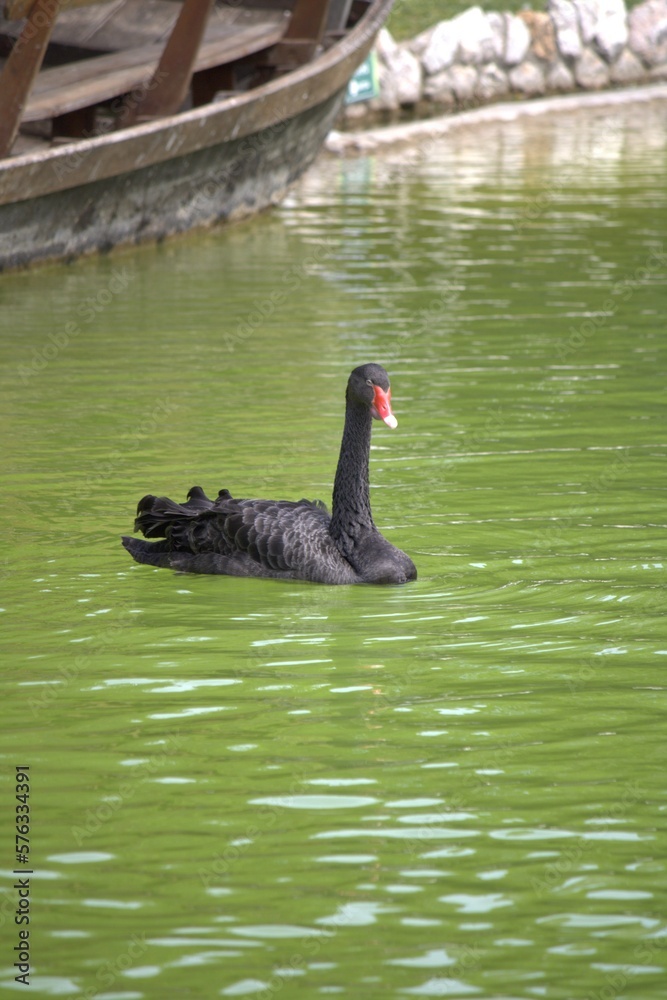 Fototapeta premium black swan on the lake