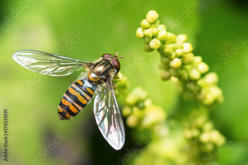 Marmalade Hover Fly, Episyrphus Balteatus photo