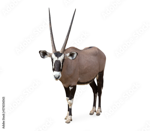 Obraz na płótnie Gemsbok (Oryx gazella) isolated on transparent background clipping path