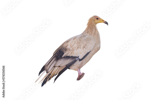White-headed Vulture isolated on transparent background. White scavenger vulture or pharaoh's chicken (Neophron percnopterus) has white plumage and yellow unfeathered face with hooked bill. © Gan