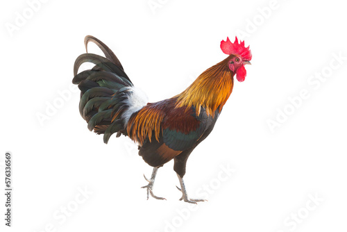 Rooster bantam crows (poultry) chickens isolate on white background. Jungle fowl  with clipping path and alpha channel.