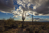Saguaro Cactus On A Hill In Scottsdale AZ