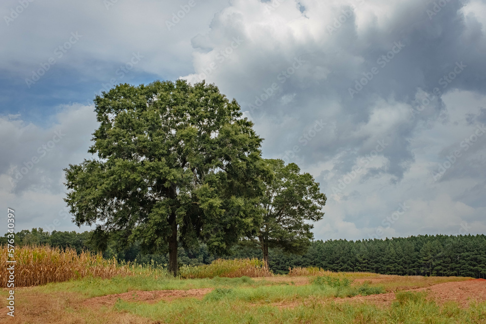 Obraz premium Trees in agricultural field with dramatic cloudscape above.