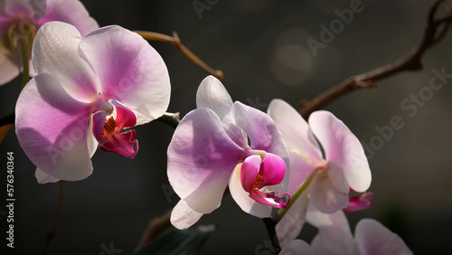 Vibrant pink and white orchids with shadowed background.