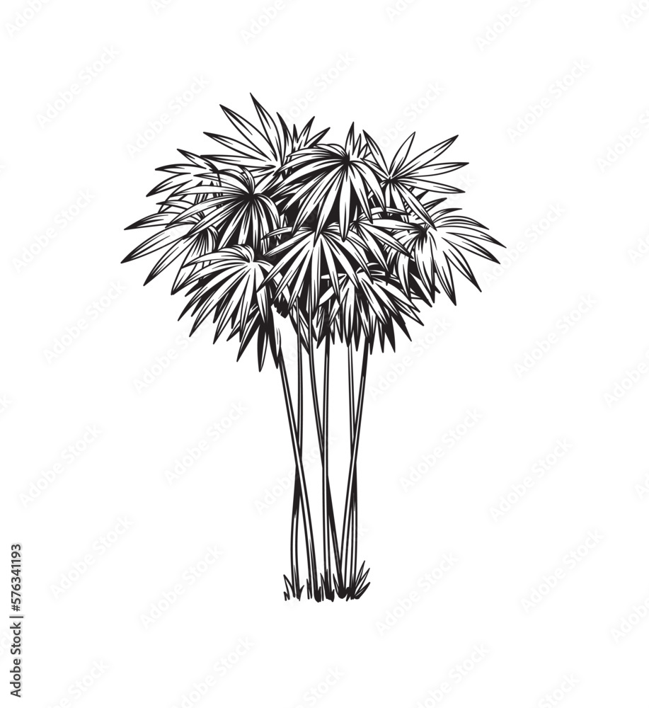 Bamboo. Hand drawn black and white tropical plant. Vector illustration. Foliage design. Botanical element isolated on a white background.