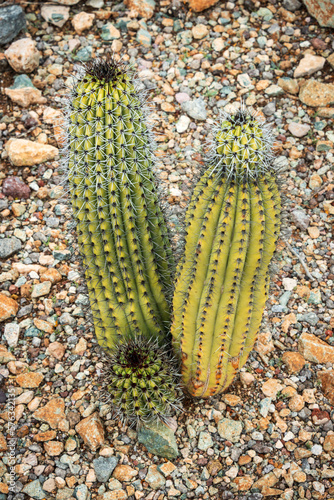 The Cactus of Organ Pipe Cactus National Monument