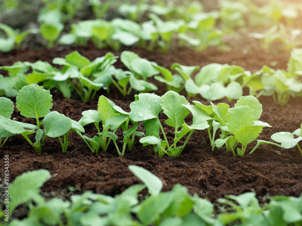 Young shoots of radish growing from the ground in rows. Selective focus. Vegetarianism. Vegetables in the greenhouse.