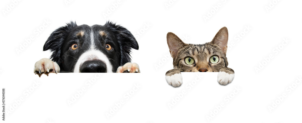 Banner curiousy pets, dog and cat looking hanging its paws on a blank. Isolated on white background Banner curiousy pets, dog and cat looking hanging its paws on a blank. Isolated on white background