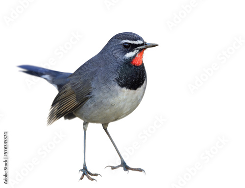 grey bird with black breast and velvet red chin isolated on white background, chinese rubythroat