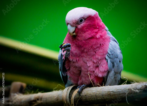 red and yellow macaw