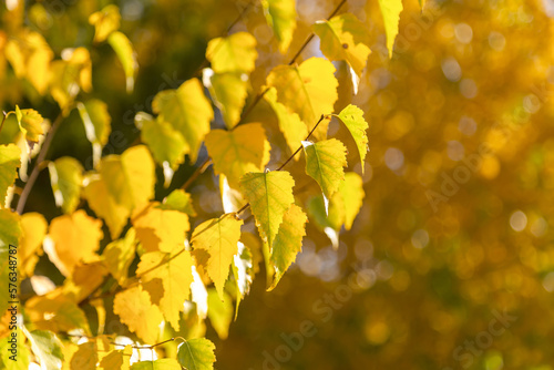 Autumn branches of birches with yellowed foliage on a warm autumn day